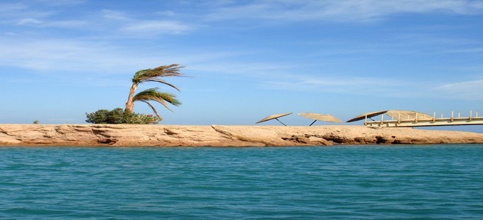 rock and palm tree.jpg